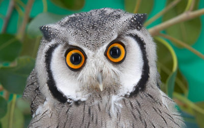 Fake News, Project Owl and Facebook’s New Policies