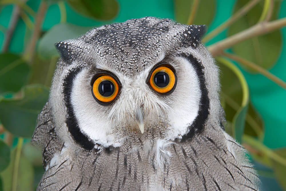 Fake News, Project Owl and Facebook’s New Policies