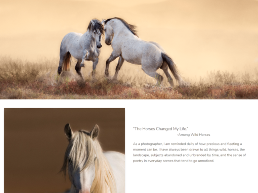 Lynne Pomeranz – Fine Art Wild Horse Photographer